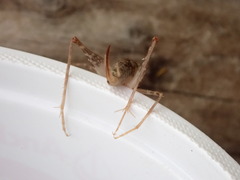 Pleioplectron thomsoni