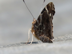 Vanessa indica indica