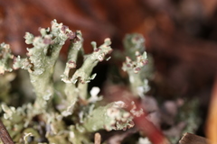 Cladonia strepsilis