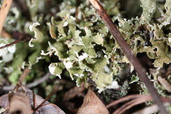 Cladonia strepsilis