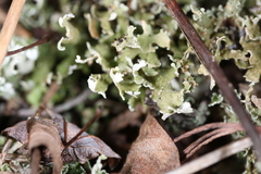 Cladonia strepsilis