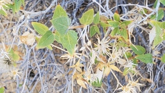 Brickellia atractyloides