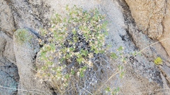 Brickellia atractyloides