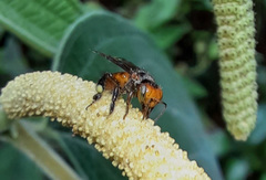 Oxytrigona tataira