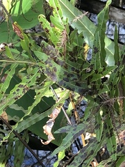 Calonectria
