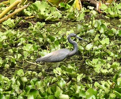 Egretta tricolor image