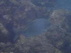 Kyphosus hawaiiensis
