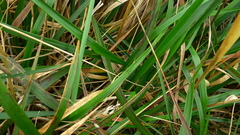 Anthoxanthum redolens