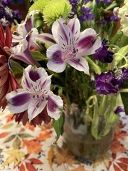 Alstroemeria revoluta