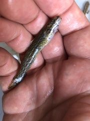 Etheostoma artesiae