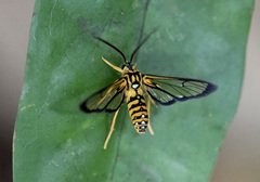 Pheia