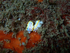 Goniobranchus hunterae