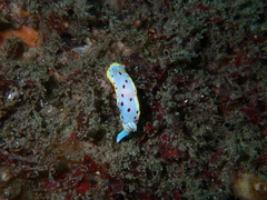 Goniobranchus hunterae
