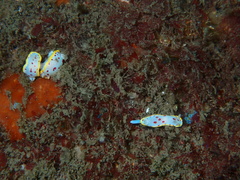 Goniobranchus hunterae