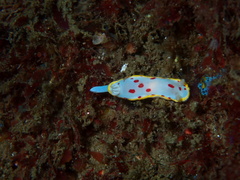 Goniobranchus hunterae