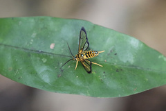 Pheia
