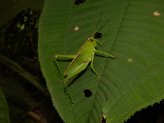 Agriacris