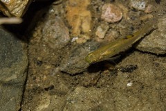 Poecilia caucana