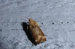 Anisoplaca acrodactyla