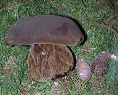 Phlebopus marginatus