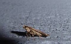 Anisoplaca acrodactyla