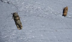 Anisoplaca acrodactyla