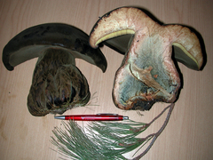 Phlebopus marginatus