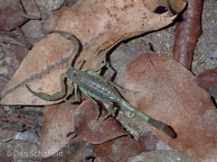 Centruroides barbudensis