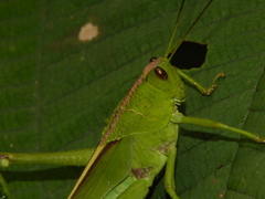 Agriacris