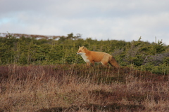 Vulpes vulpes deletrix