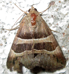 Grammodes