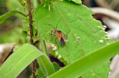 Hypselonotus bitrianguliger