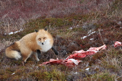 Vulpes vulpes deletrix