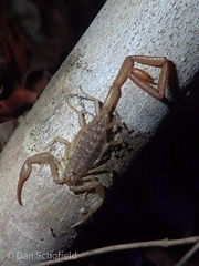 Centruroides barbudensis