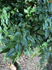 Sarcococca confusa