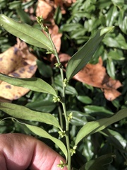 Sarcococca confusa