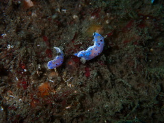 Goniobranchus thompsoni