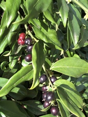 Sarcococca confusa