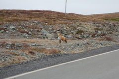Vulpes vulpes deletrix