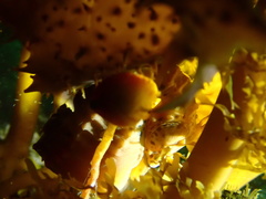 Goniobranchus thompsoni