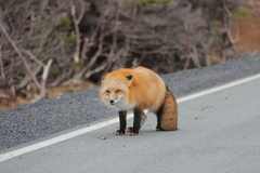 Vulpes vulpes deletrix
