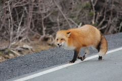 Vulpes vulpes deletrix