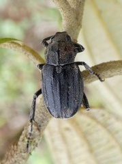 Ceraspis