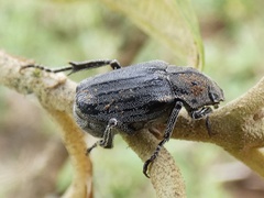 Ceraspis