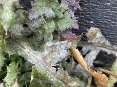 Golovinomyces sonchicola