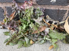 Golovinomyces sonchicola