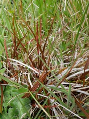 Carex punicea