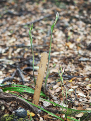 Thelymitra purpureofusca