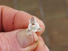 Thelymitra purpureofusca