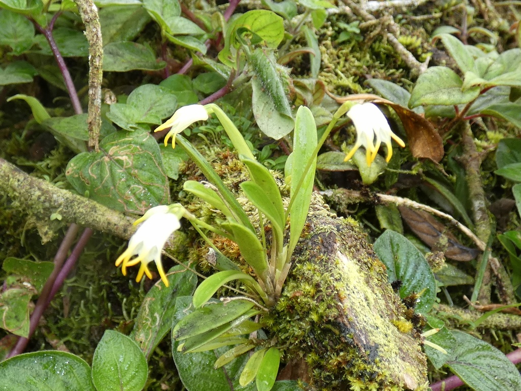 Masdevallia chontalensis